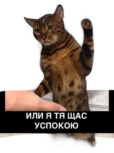 Sticker Piter_Family_Stickers - 1