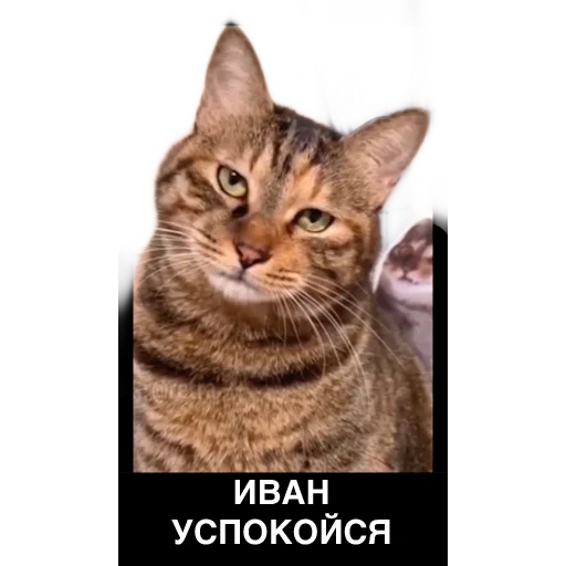 Sticker Piter_Family_Stickers - 1