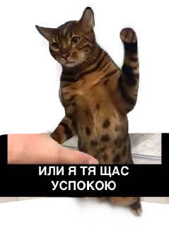 Стикер Питер Family - 7