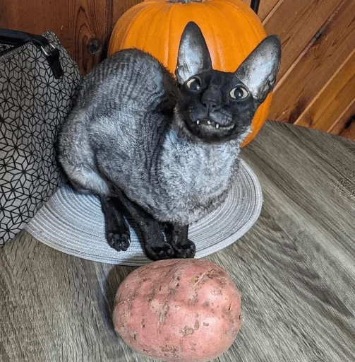 Sticker Pixelandsophie_stickers - 1