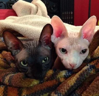 Sticker Пиксель крутышка. @pixelgifs - 9