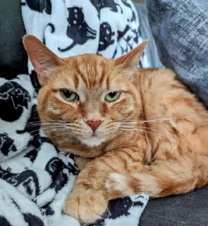 Sticker Пиксель крутышка. @pixelgifs - 6