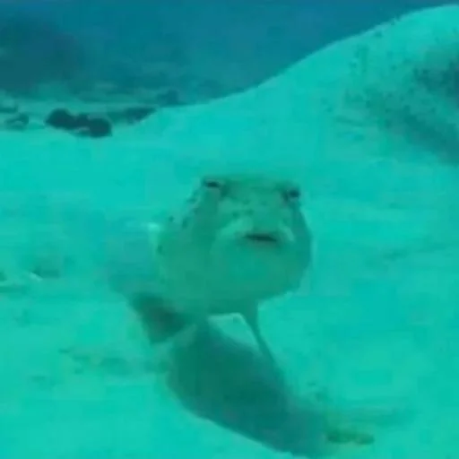 Sticker ПиздаЗалупаЧлен - 3