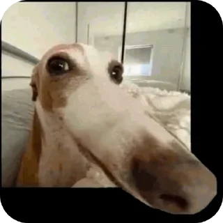 Sticker Pizdalis228666 - 6