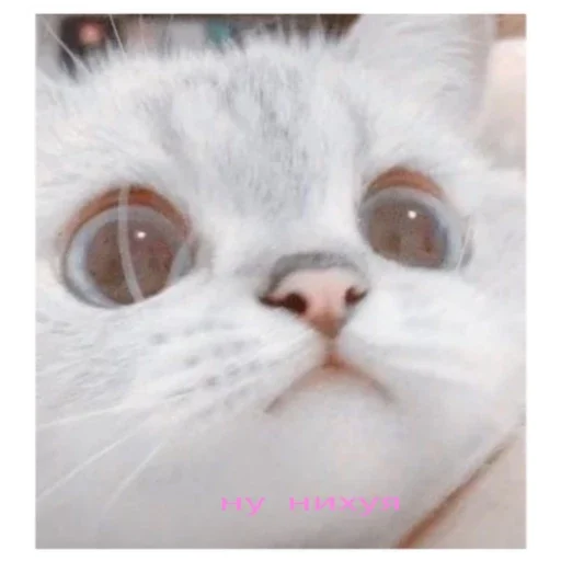 Sticker Пиздец - 5