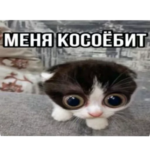 Пиздец какой то @tytyn_qq - 