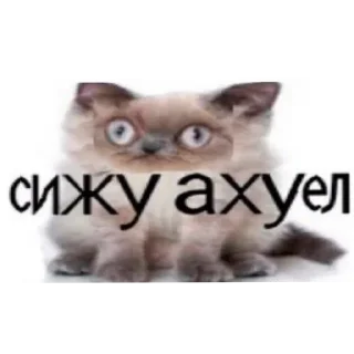 Sticker Пиздец какой то @tytyn_qq - 5