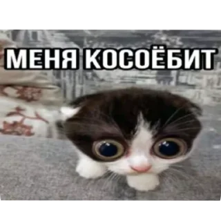 Sticker Пиздец какой то @tytyn_qq - 2