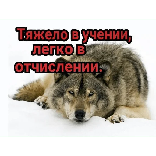 Стикер Pizdes_kakoito3 - 1