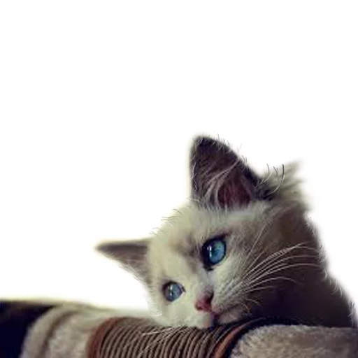 Стикер Pizdosya512 - 1