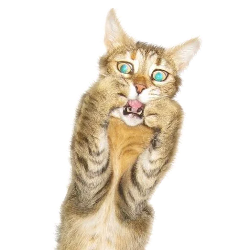 Sticker Pizdosya512 - 1