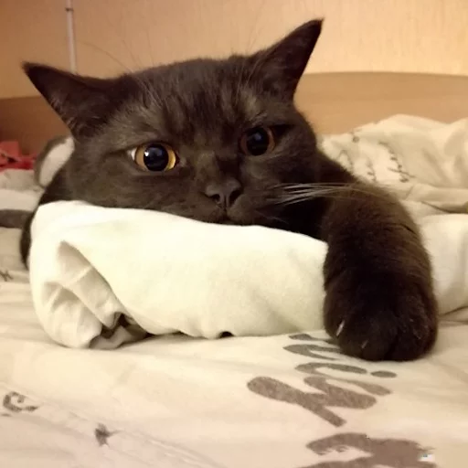 Sticker Pizdosya512 - 1