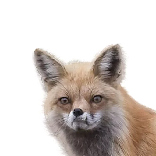 Sticker Pizdosya512 - 1