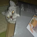 Стикер Pizdosya - 7