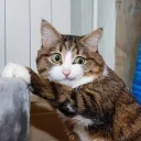 Стикер Pizdosya - 1