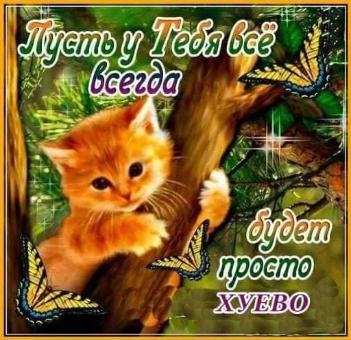 text animal small to medium-sized cats