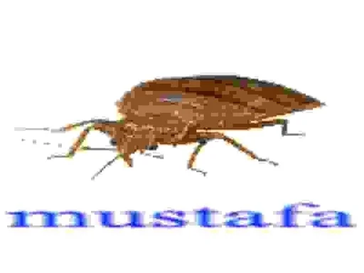 animal invertebrate insect