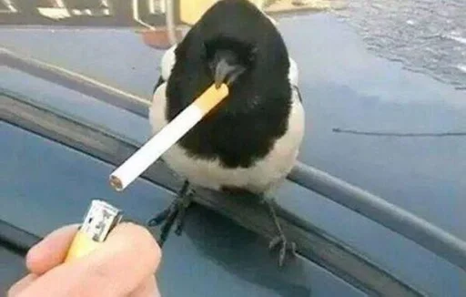 птица на открытом воздухе автомобиль