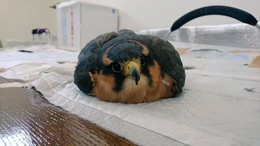 комнатный птица сеанс