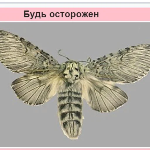 бабочка насекомое мотыльки и бабочки