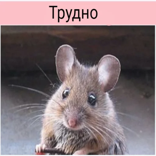 мышь грызун крыса