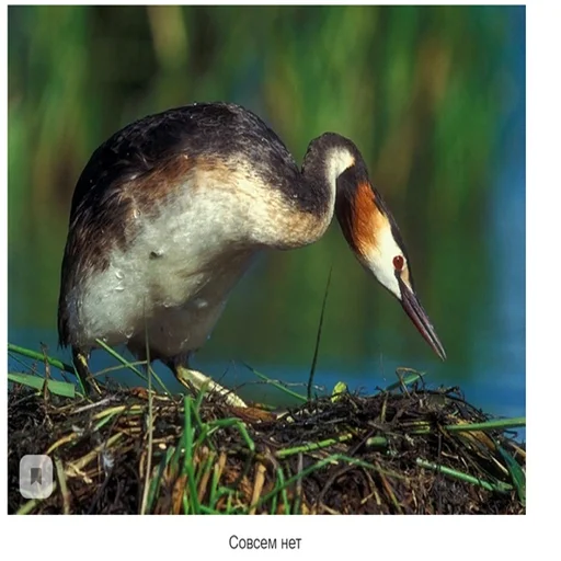 птица животное водная птица