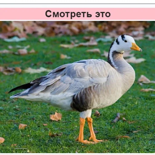 птица животное водная птица