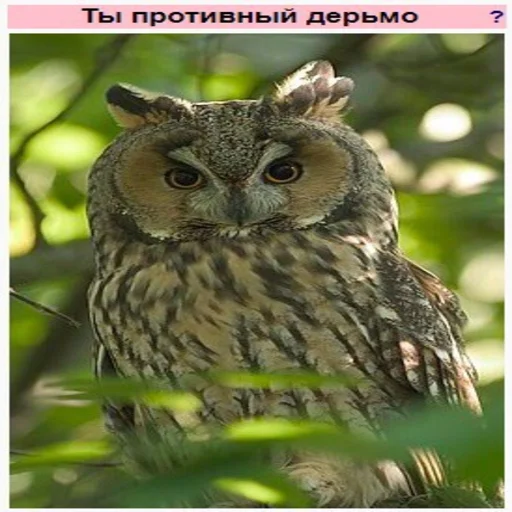 птица хищная птица животное