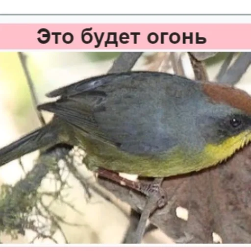 птица животное осцине