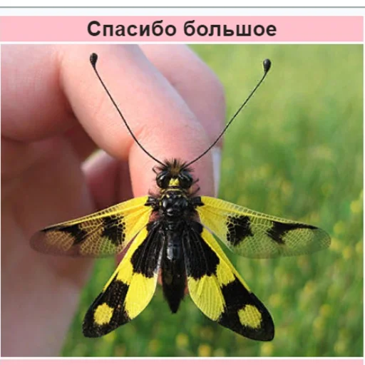 бабочка животное Опылителей