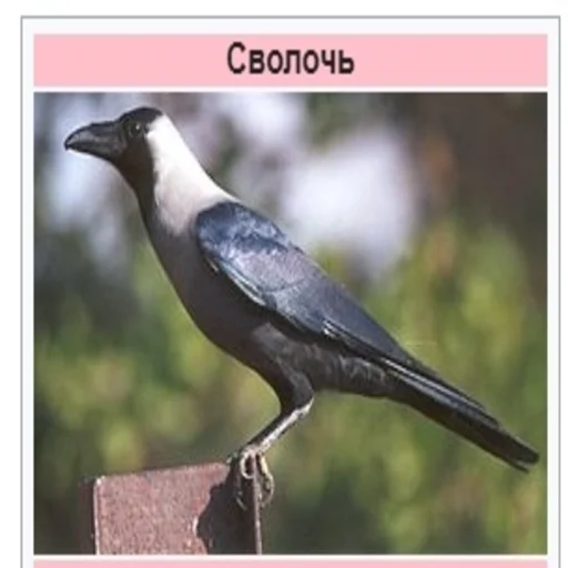 животное птица на открытом воздухе