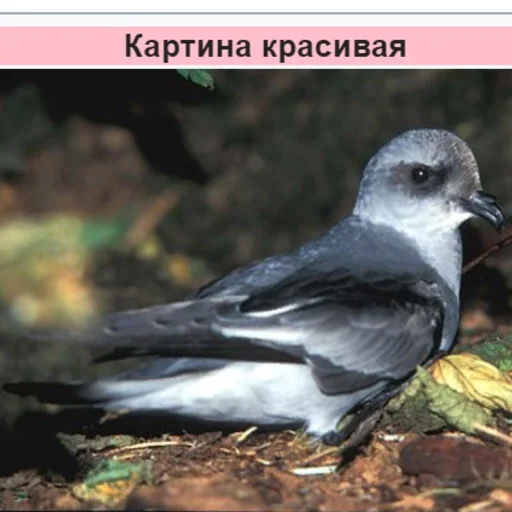 птица животное на открытом воздухе