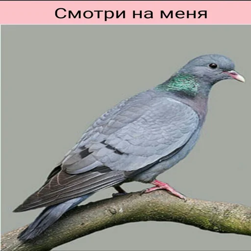 животное птица голубь