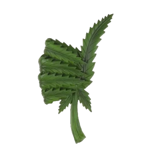 plant leaf cactus