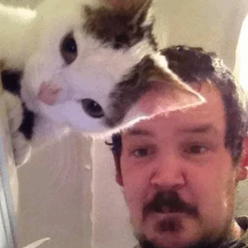 indoor person small to medium-sized cats