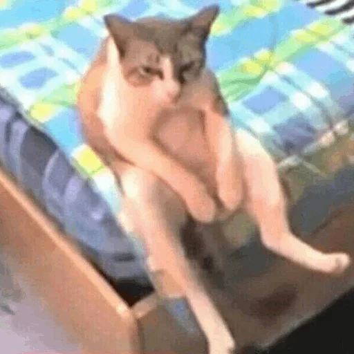 cat small to medium-sized cats domestic cat