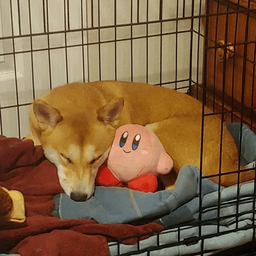 pet indoor dog breed