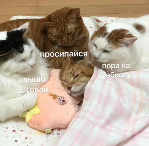 small to medium-sized cats cat felidae