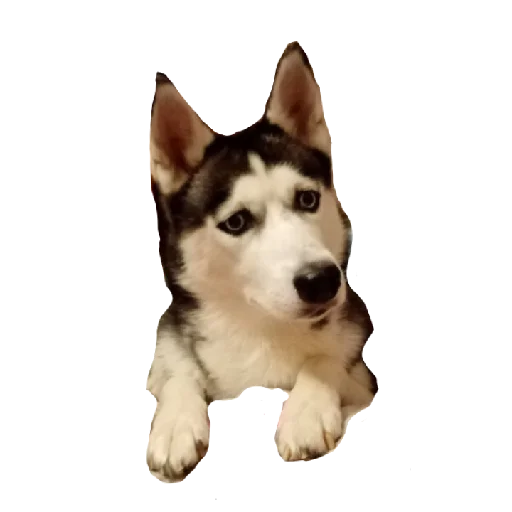 Sticker Plyuncha8 - 1