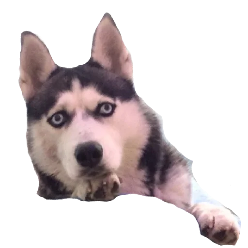 Sticker Plyuncha8 - 1