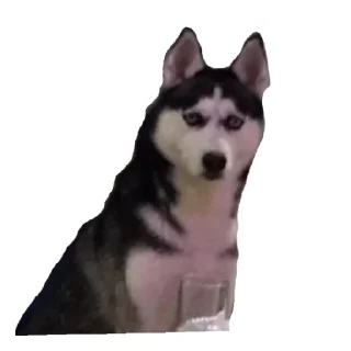 Стикер Плюнча - 7