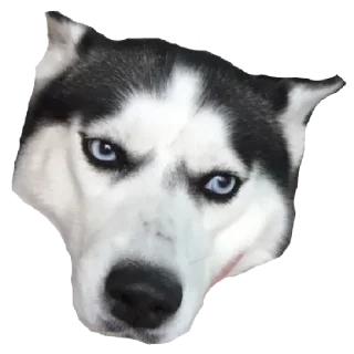 Стикер Плюнча - 9