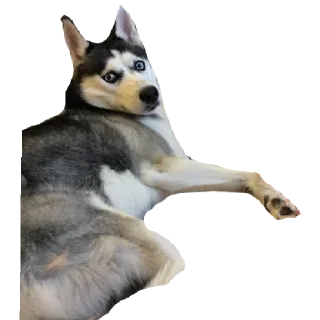 Стикер Плюнча - 5