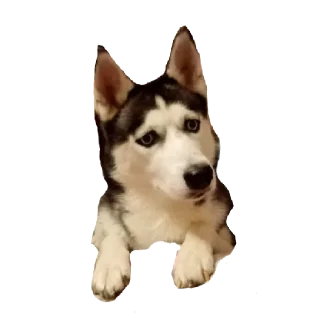 Стикер Плюнча - 3