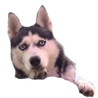 Стикер Плюнча - 1