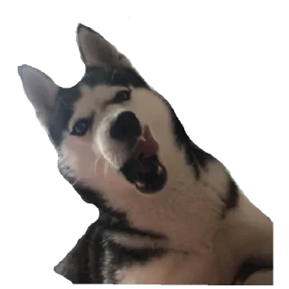 Стикер Плюнча - 2