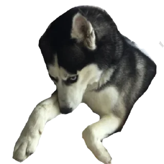 Стикер Плюнча - 4