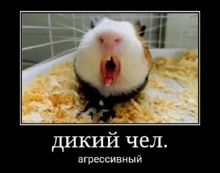 Стикер Больше стиков: @stickery_tg - 7