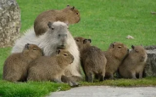 Стикер Больше стиков: @stickery_tg - 1