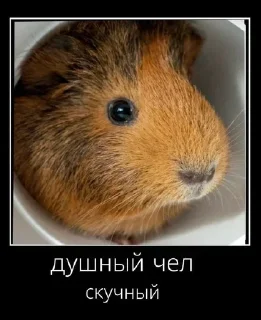 Стикер Больше стиков: @stickery_tg - 9